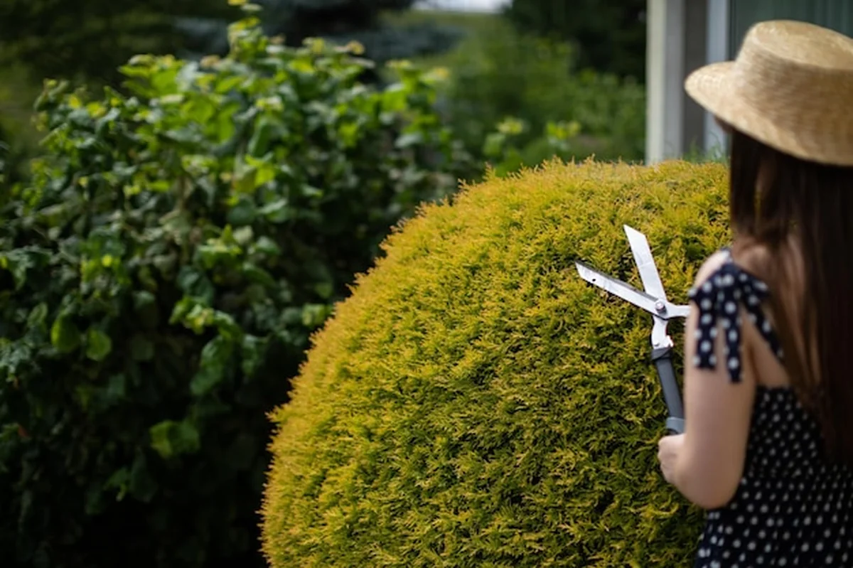 Młoda ogrodniczka przycina gałęzie drzewa thuja w ogrodzie