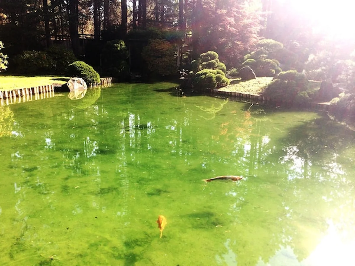 Ryby pływające w stawie w ogrodzie