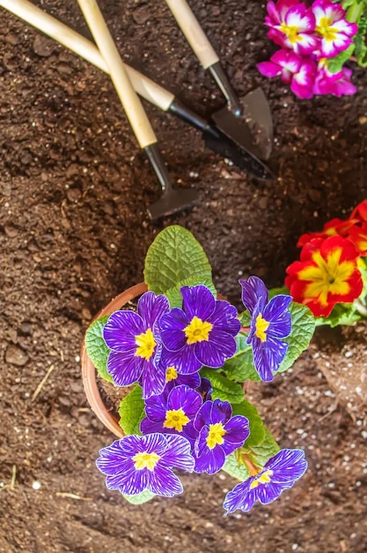 Ogrodnik sadzi kwiaty w ogrodzie