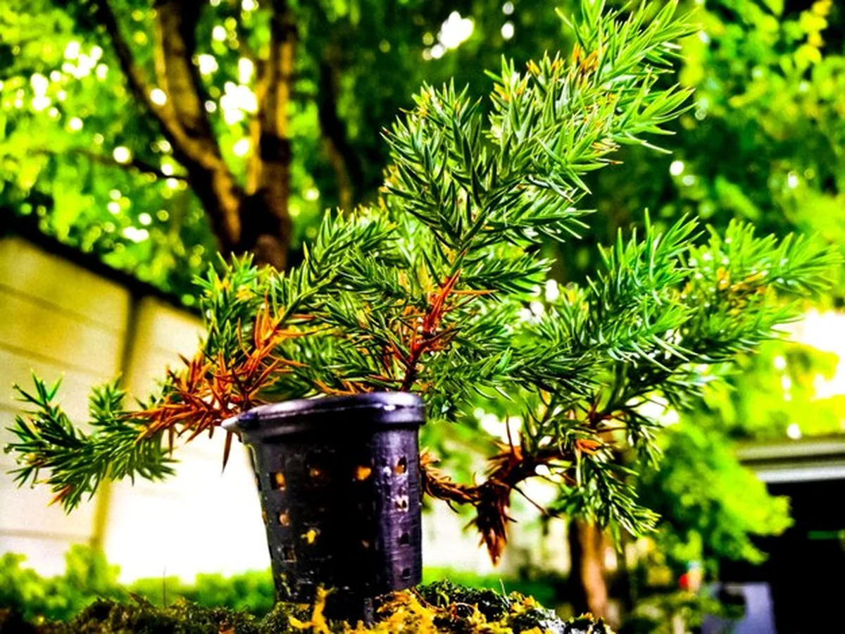 Roślina w doniczkach na świeżym powietrzu