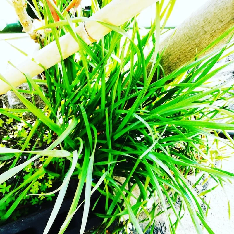 Zbliżenie świeżej zielonej trawy