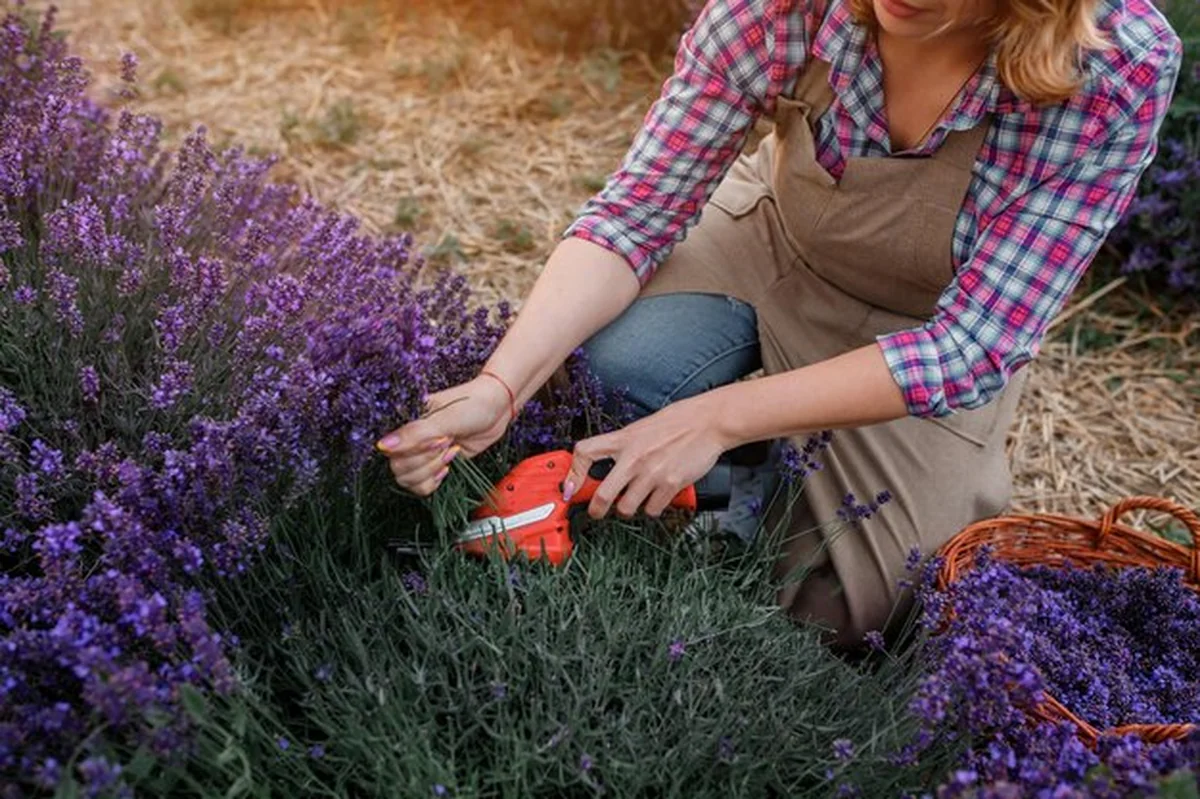 Kobieta w mundurze cięcie lawendy nożyczkami na polu lawendy