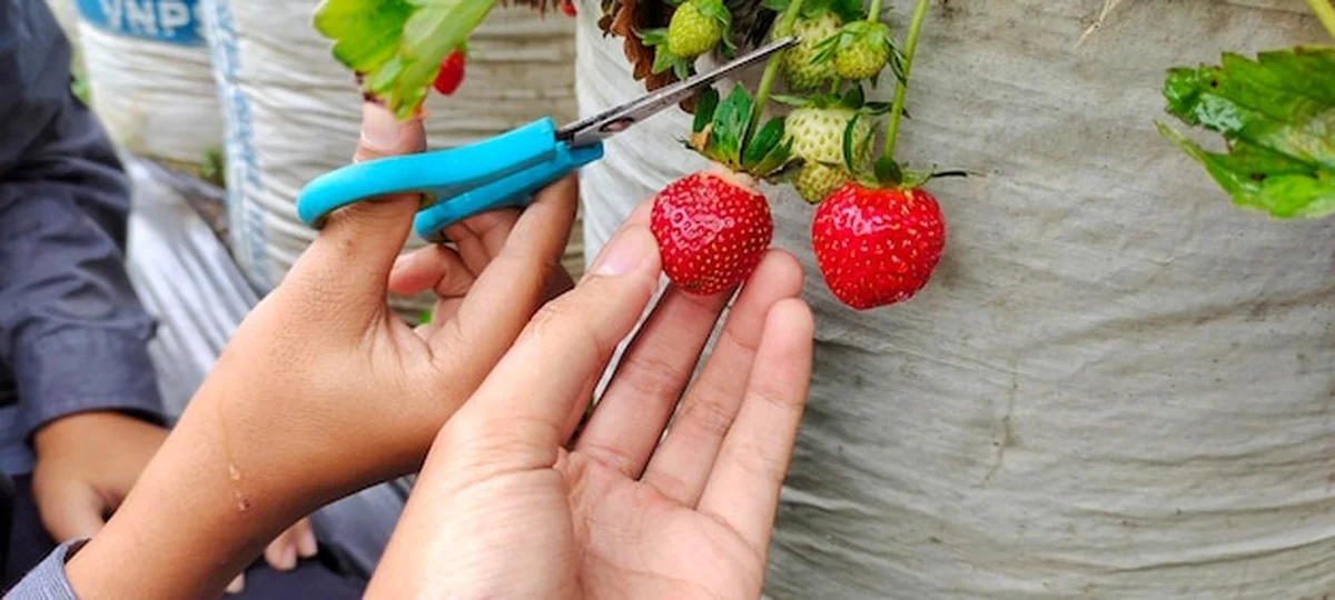 Ktoś zbiera dojrzałe truskawki na polach za pomocą nożyczek