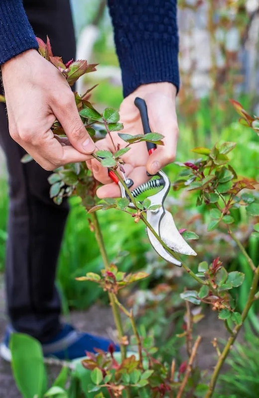 Ogrodnik przycinający róże w ogrodzie