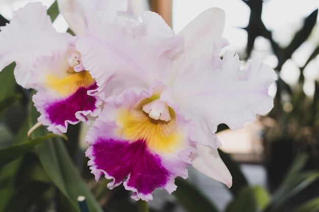 Orchidea Shenzhen Nongke – najdroższy kwiat na świecie